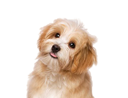 幼犬養護