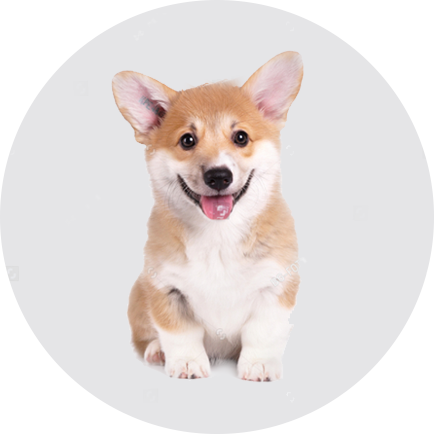 如何為幼犬準備新家生活？